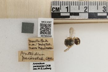 Media type: image;   Entomology 789259 Aspect: Labels